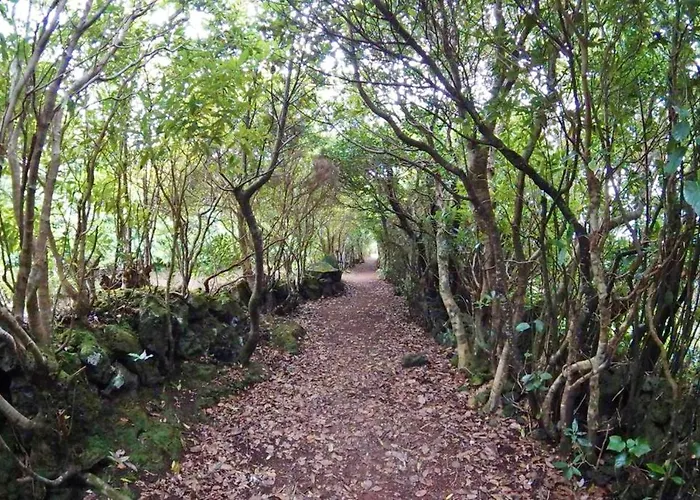 House With Sea View In Santo Amaro, 212 Sq M, Terrace Semesterbostad *